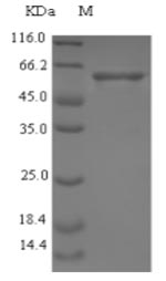 Greater than 90% as determined by SDS-PAGE.