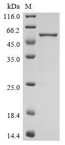 Greater than 90% as determined by SDS-PAGE.