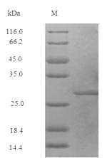 Greater than 90% as determined by SDS-PAGE.