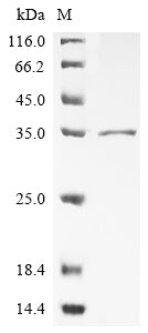 Greater than 90% as determined by SDS-PAGE.