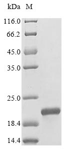 Greater than 85% as determined by SDS-PAGE.