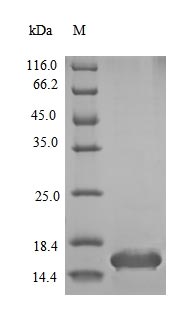 Greater than 90% as determined by SDS-PAGE.