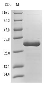 Greater than 90% as determined by SDS-PAGE.