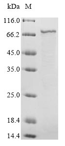 Greater than 90% as determined by SDS-PAGE.