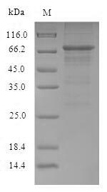 Greater than 90% as determined by SDS-PAGE.