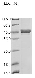 Greater than 85% as determined by SDS-PAGE.