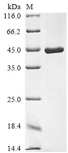 Greater than 90% as determined by SDS-PAGE.