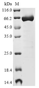 Greater than 85% as determined by SDS-PAGE.