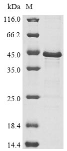 Greater than 85% as determined by SDS-PAGE.