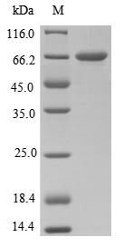 Greater than 85% as determined by SDS-PAGE.