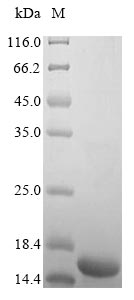 Greater than 90% as determined by SDS-PAGE.