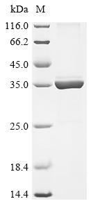 Greater than 85% as determined by SDS-PAGE.