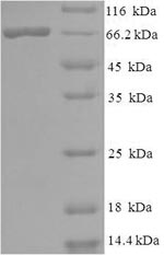 Greater than 90% as determined by SDS-PAGE.