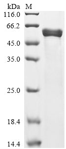 Greater than 85% as determined by SDS-PAGE.