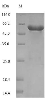 Greater than 90% as determined by SDS-PAGE.