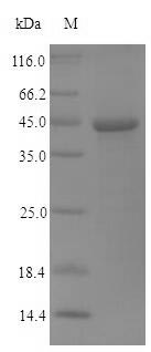 Greater than 90% as determined by SDS-PAGE.