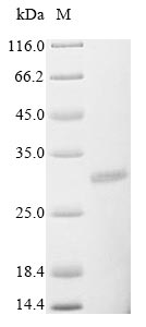 Greater than 85% as determined by SDS-PAGE.