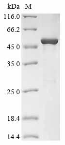 Greater than 85% as determined by SDS-PAGE.