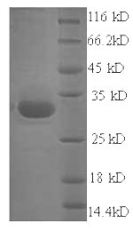 Greater than 90% as determined by SDS-PAGE.