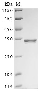 Greater than 85% as determined by SDS-PAGE.