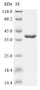 Greater than 90% as determined by SDS-PAGE.