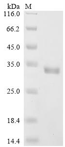 Greater than 90% as determined by SDS-PAGE.