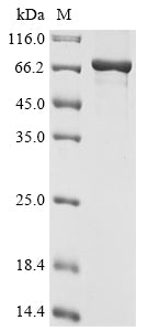 Greater than 90% as determined by SDS-PAGE.