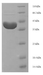 Greater than 90% as determined by SDS-PAGE.