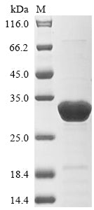 Greater than 85% as determined by SDS-PAGE.