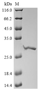 Greater than 90% as determined by SDS-PAGE.