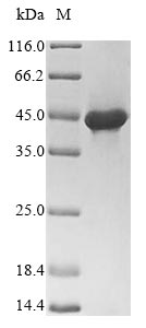 Greater than 90% as determined by SDS-PAGE.