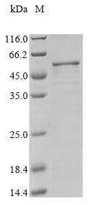 Greater than 85% as determined by SDS-PAGE.