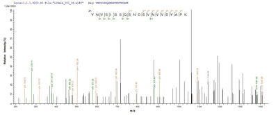 Based on the SEQUEST from database of E.coli host and target protein, the LC-MS/MS Analysis result of this product could indicate that this peptide derived from E.coli-expressed Staphylococcus aureus (strain N315) hlgB.