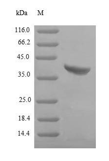 Greater than 90% as determined by SDS-PAGE.