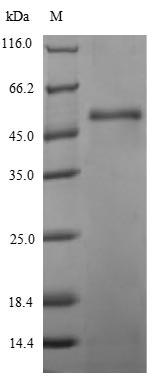 Greater than 90% as determined by SDS-PAGE.