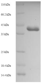 Greater than 90% as determined by SDS-PAGE.