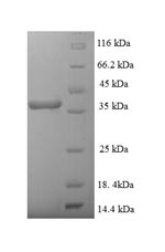 Greater than 90% as determined by SDS-PAGE.