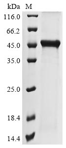 Greater than 85% as determined by SDS-PAGE.