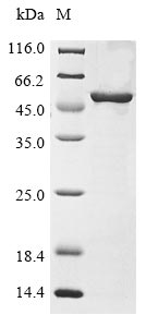 Greater than 85% as determined by SDS-PAGE.