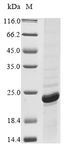 Greater than 85% as determined by SDS-PAGE.