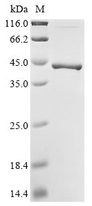 Greater than 85% as determined by SDS-PAGE.