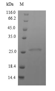 Greater than 90% as determined by SDS-PAGE.