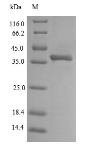 Greater than 90% as determined by SDS-PAGE.