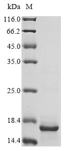 Greater than 90% as determined by SDS-PAGE.