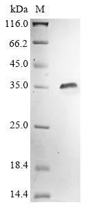 Greater than 90% as determined by SDS-PAGE.