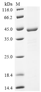 Greater than 85% as determined by SDS-PAGE.