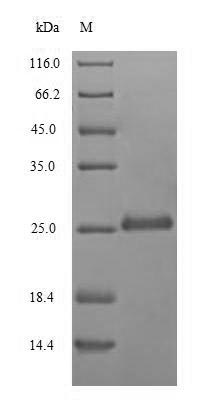 Greater than 85% as determined by SDS-PAGE.