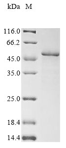 Greater than 85% as determined by SDS-PAGE.