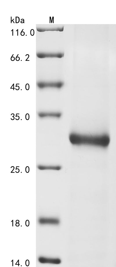 Greater than 90% as determined by SDS-PAGE.