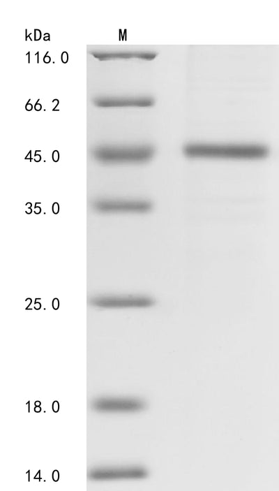 Greater than 85% as determined by SDS-PAGE.